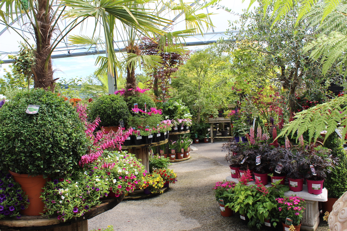 Doyles Nursery Garden Centre Dublin Cabinteely