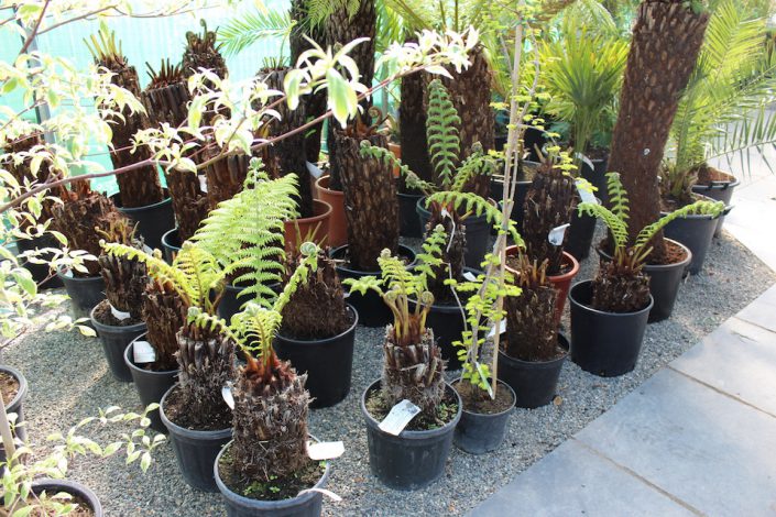 Mature Specimen Trees & Ferns