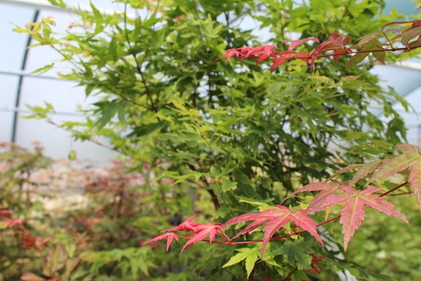 Japanese Maple Trees & Acer Trees